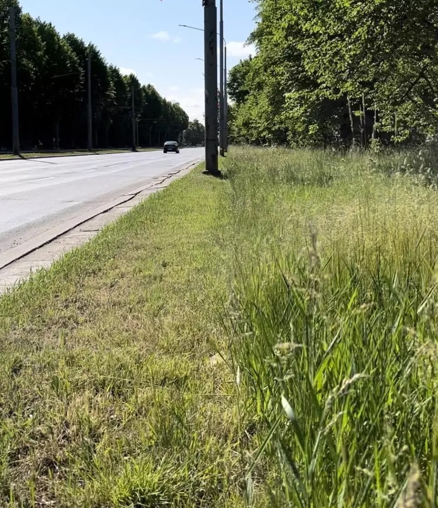 Brak Koszenie Traw W Lato Mo E Przeszkadza Kierowcom I Powodowa Wypadki