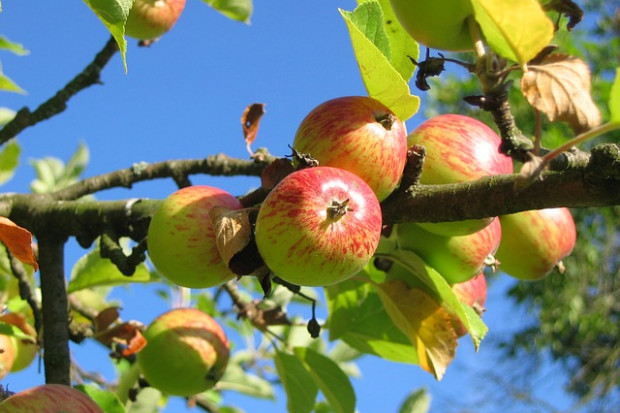 Na Żuławach ocalą lokalne historyczne drzewa owocowe. Fot. Pixabay.com