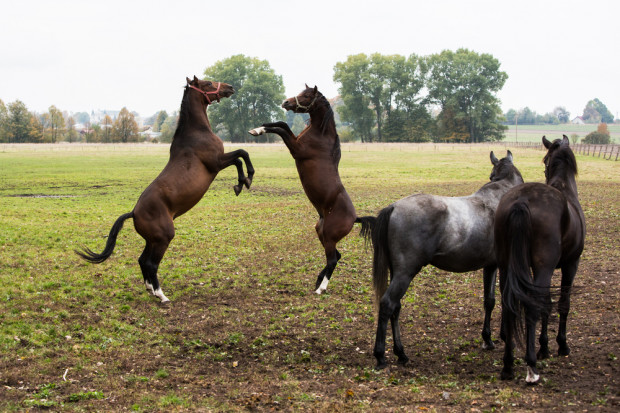 Do Janowa i Michałowa zjadą się miłośnicy koni z całego świata. (fot.shutterstock.com)