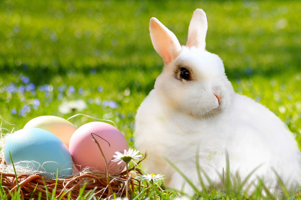 Święta Wielkanocne kojarzą się z wiosną, przebudzeniem, nowym życiem i nadzieją (fot.pixabay)