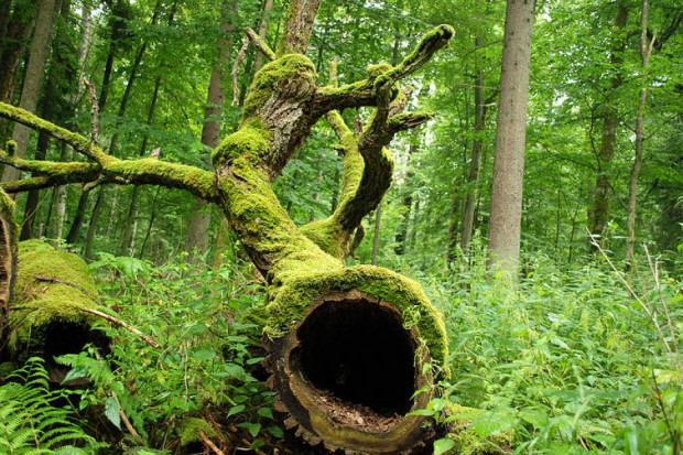 Ministerstwo Środowiska i Lasy Państwowe tłumaczą, że nowe dokumenty są konieczne, aby zadbać o bezpieczeństwo publiczne (fot.wikipedia.org/Jacek Karczmarz)