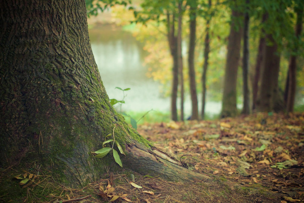 Wg projektu lasy miały być przedmiotem zamiany, jeśli byłyby potrzebne np. pod farmy fotowoltaiczne (fot. pixabay)