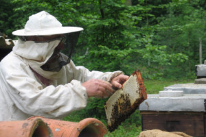 Wsparcie dla pszczelarzy. Planowany jest pierwszy nabór wniosków