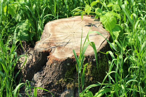 Nałożona przez starostę kara na gminę dotyczy nielegalnej wycinki drzew na działkach w Krasowicach i Przeczowie (fot. pixabay)