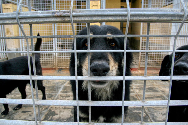 Czipowanie i kastracja to najskuteczniejsze metody walki z bezdomnością zwierząt (fot. shutterstock)