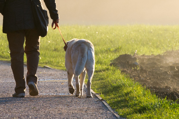 W stolicy Wielkopolski zarejestrowanych jest ponad 40 tys. psów. (Fot. Shutterstock)