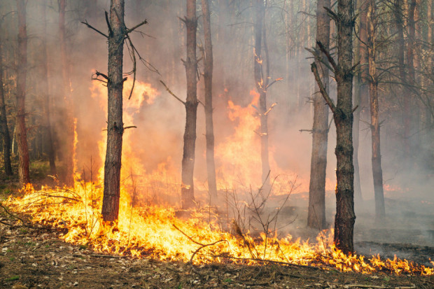 Bilans tegorocznego kwietnia to już 55 pożarów o łącznej powierzchni 22,65 ha (fot. Shutterstock.com)