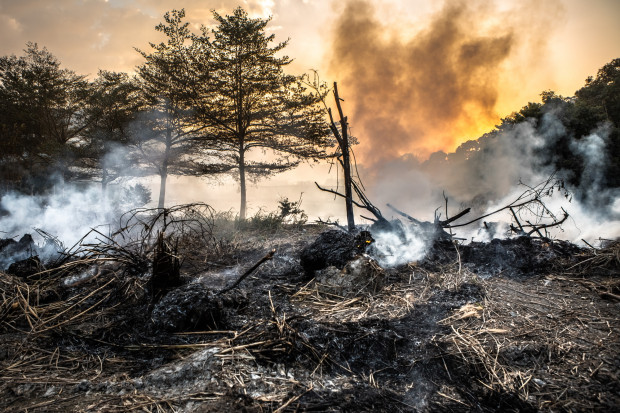 24 jednostki straży pożarnej gaszą w piątek trzy pożary lasów na terenie Nadleśnictwa Pieńsk (Fot. Shutterstock.com)