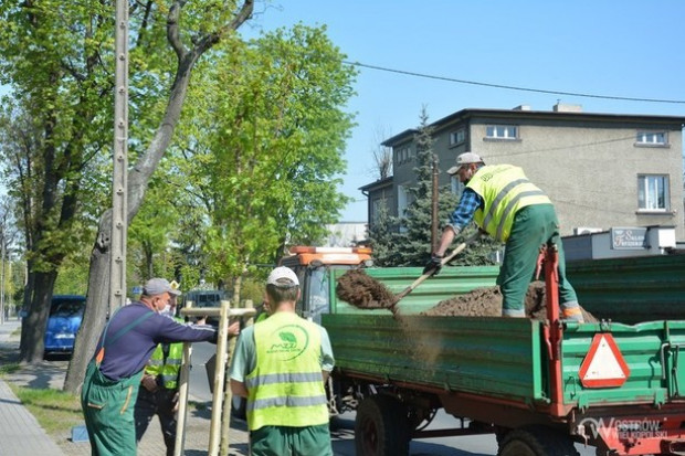 W Ostrowie posadzonych zostanie 180 nowych miejskich drzew (Fot. umostrow.pl)