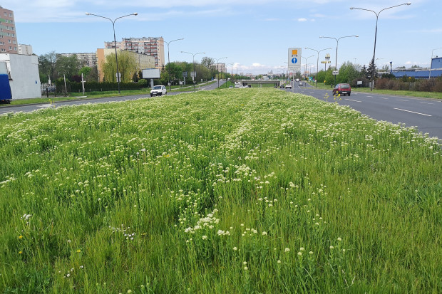 Kolejne miasta rezygnują z koszenia trawników i zapowiadają rozwój sieci łąk kwietnych (fot. UM Lublin)