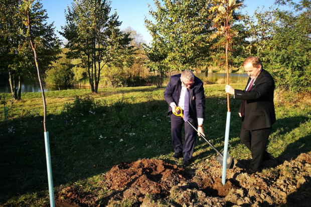Na zakup sadzonek drzew miododajnych na terenie Wielkopolski władze województwa przeznaczyły ponad 1,1 mln zł (Fot. UMWW)
