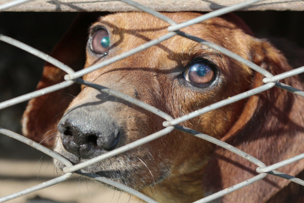 W związku ze schroniskiem dla psów w Radysach na Mazurach toczy się postępowanie prokuratury (fot. pixabay)