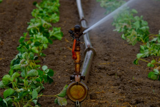 Dokładne zbadanie zjawiska „suszy rolniczej” otworzyłoby rolnikom możliwość ubiegania się o odszkodowania za poniesione straty (fot. pixabay.com)