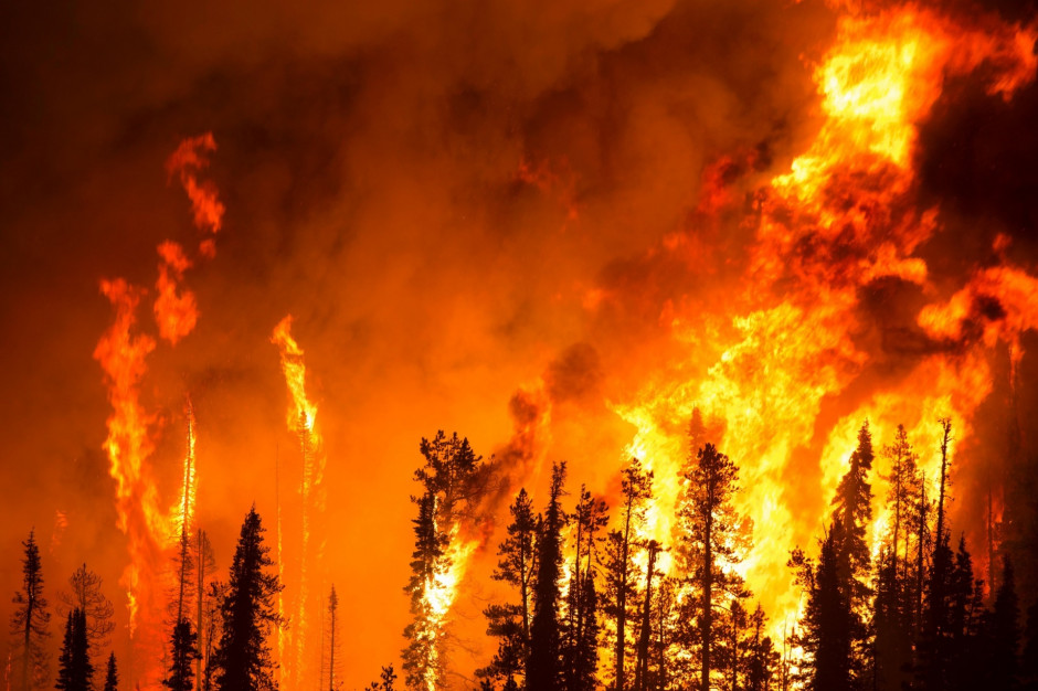 W tym roku w lasach wybuchło o blisko 3 tys. mniej pożarów niż w 2019 r.