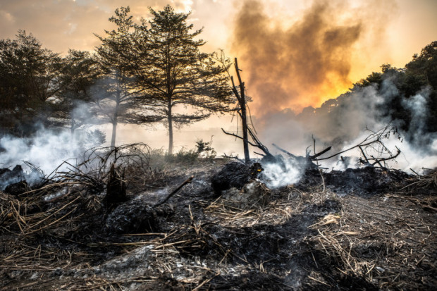 Strażacy i leśnicy szacują powierzchnię pożaru lasu w powiecie grójeckim na ok. 100 hektarów (Fot. Shutterstock.com)