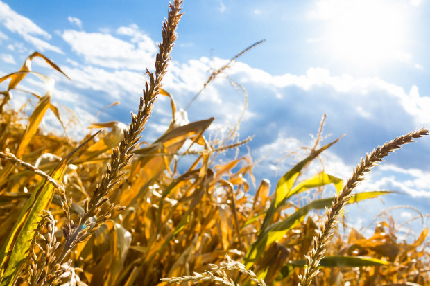 W tym roku niedobór wody najbardziej odczuły uprawy kukurydzy na kiszonkę i na ziarno, zboża jare oraz krzewy owocowe. (Fot. Pixabay)