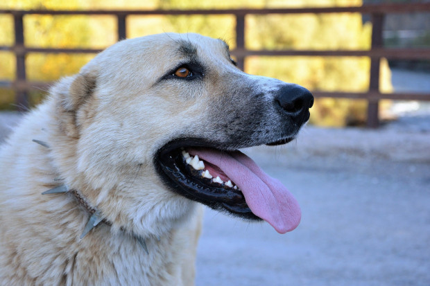 Według nieoficjalnych informacji, do ukrywanej części schroniska trafiały psy odłowione na terenie innych mazurskich gmin. (Fot. Pixabay)