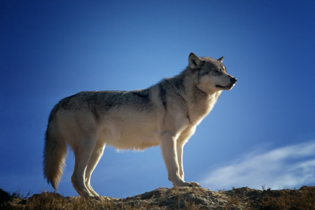 Wilk jest zwierzęciem płochliwym i to zazwyczaj wilk ucieka (Fot. Pixabay)