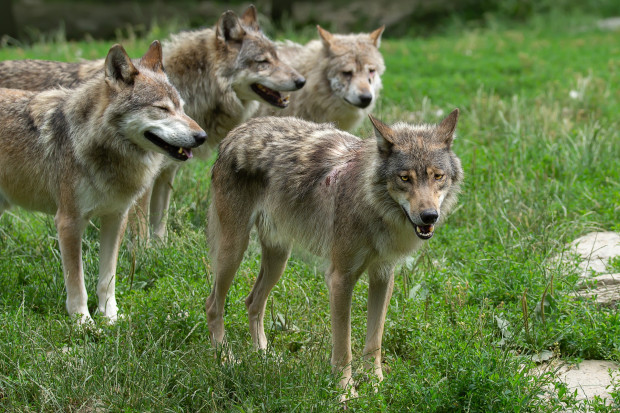 W okolicach Swarzędza żyje prawdopodobnie 7 wilków (fot.pixabay/Gabriela Neumeier)