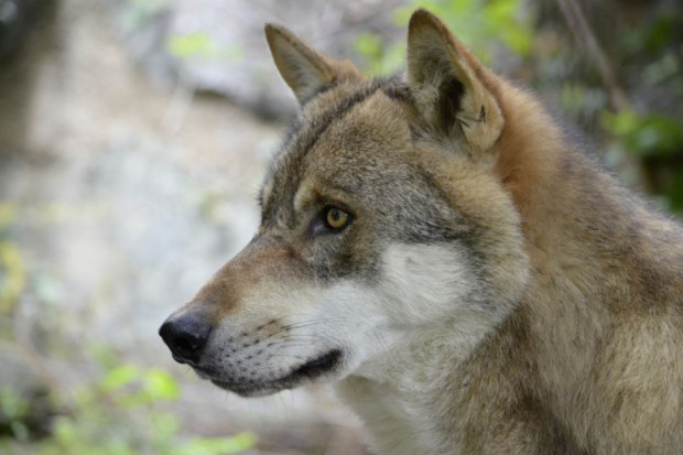 Generalny Dyrektor Ochrony Środowiska wydał zgodę na odstrzał 4 wilków w podpoznańskim Swarzędzu (fot. CC0 Domena publiczna/pxhere)