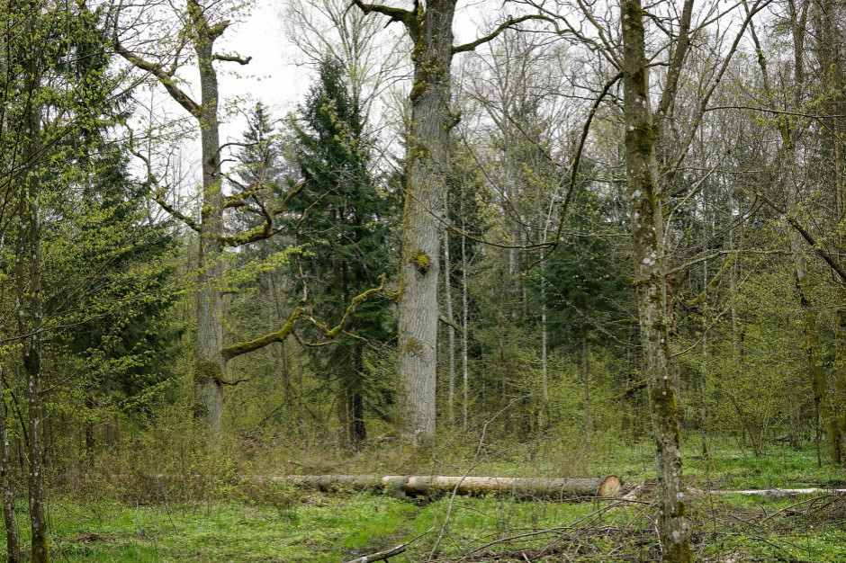 Przyjęcie nowego aneksu do "Planu urządzania lasu" pozwoli na podjęcie prac w zakresie ochrony czynnej (fot. pixabay)
