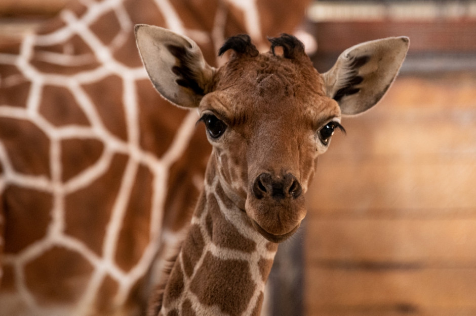 (Fot. zoo.wroclaw.pl) (Fot. zoo.wroclaw.pl)
