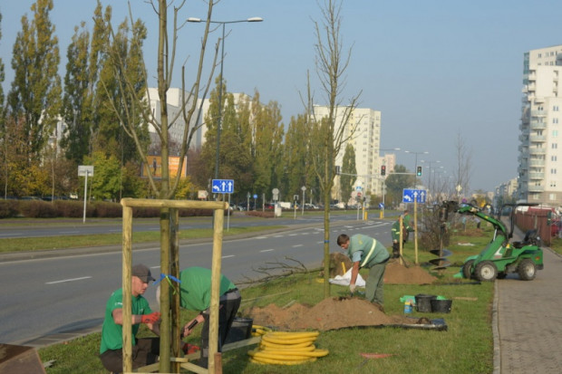W roku 2020 w Warszawie zasadzono ponad 210 tysięcy drzew (fot. UM Warszawa)