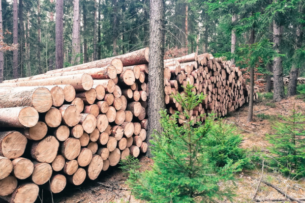W badanym okresie właściciele pozyskali ponad 23,5 tys. m sześć. drewna z lasów niepaństwowych bez posiadania dokumentacji urządzeniowej (fot. pixabay/numer226)