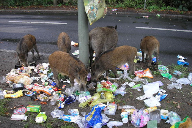 Dziki do miasta przyciąga pożywienie, głównie wszechobecne śmieci (fot. Domski3 [Public domain], via Wikimedia Commons)