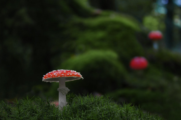(Fot. Pixabay)