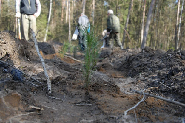 O wsparcie na zalesianie mogą ubiegać się rolnicy i samorządy (fot. Jarosław Krawczyk/lasy.gov.pl/zdjęcie ilustracyjne)