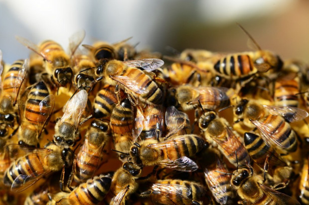 Mimo że wiele podmiotów ma szczere i dobre chęci, w opinii naukowców ich działania stanowią zagrożenie dla pszczół (fot. pixabay.com)