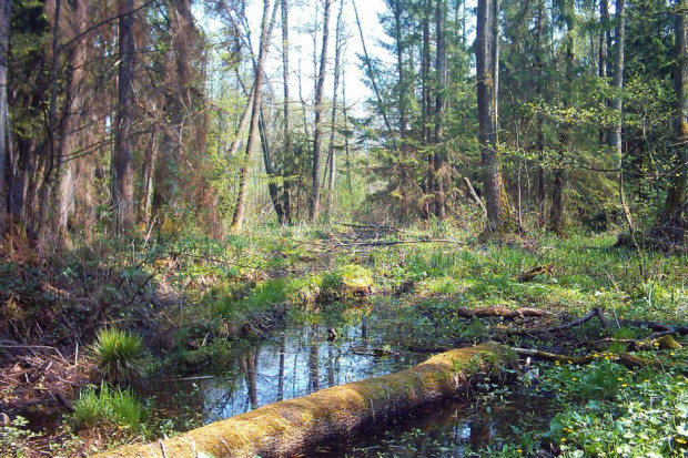 Puszcza Białowieska (fot.wikipedia.org/Stormbringer76)