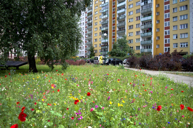 Miasta coraz chętniej decydują się na wysiew łąk kwietnych (fot. Karol Podyma)