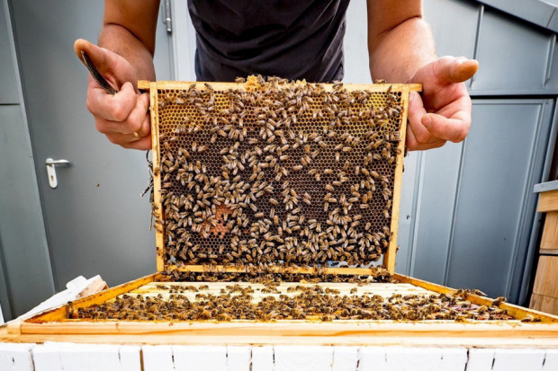 Pszczoły pozwalają oceniać poziom degradacji środowiska naturalnego (Fot ABB).