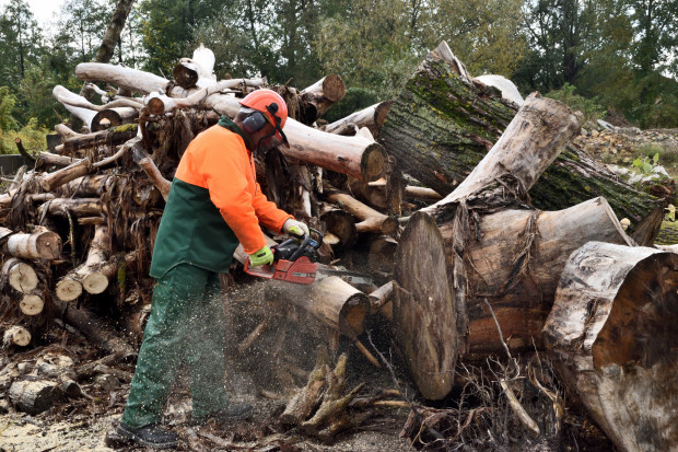 Dostarczane mieszkańcom drewno pozyskiwane jest z wycinki na terenach gminnych (fot. UG Choroszcz)
