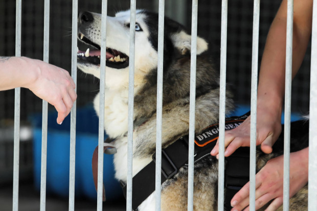 Wolontariusze podnoszą, że "paluchowe" psy żyją w spartańskich warunkach (fot. Tomasz Gzell/PAP)