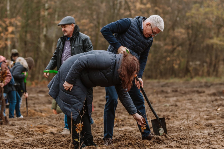 W lesie sadzone będą przede wszystkim dęby i lipy drobnolistne z domieszką buków, klonów i brzóz (fot.poznan.pl) W lesie sadzone będą przede wszystkim dęby i lipy drobnolistne z domieszką buków, klonów i brzóz (fot.poznan.pl)