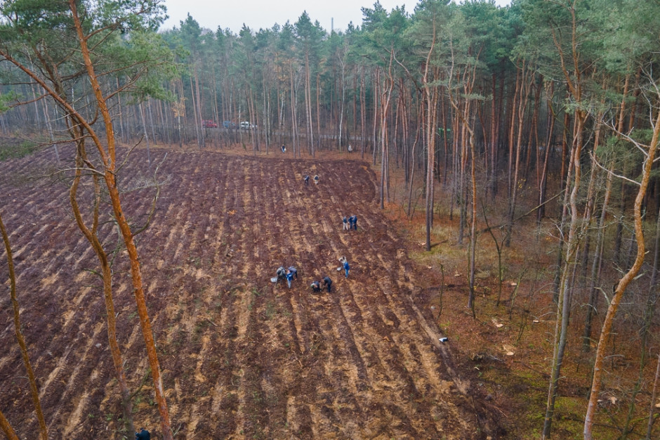 W Poznaniu rozpoczęto sadzenie tzw. lasu węglowego