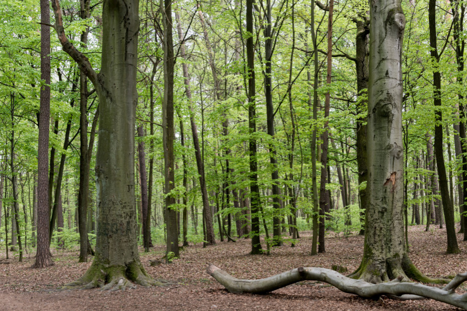 MON wstrzymał wycinkę 264 drzew w Lesie Kabackim