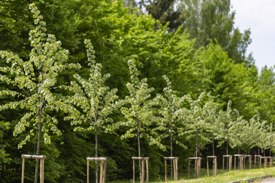 Olsztyn posadzi ponad 1,8 tys. drzew
