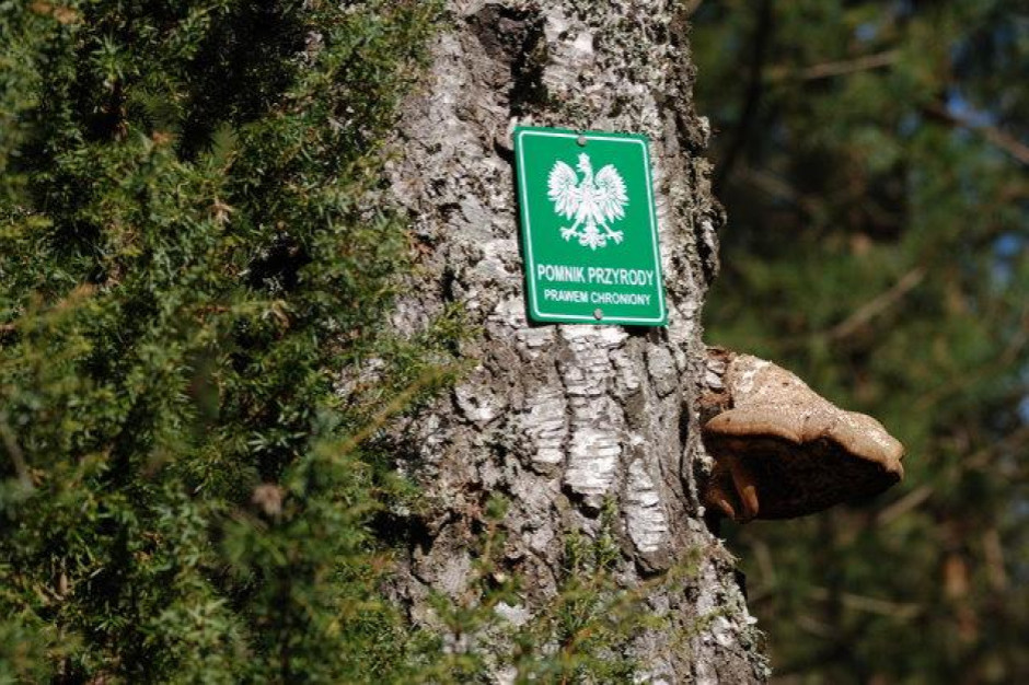 Każdy może zgłosić drzewo do urzędu miasta (fot.lasypanstwowe.gov.pl/zdjęcie ilustracyjne)