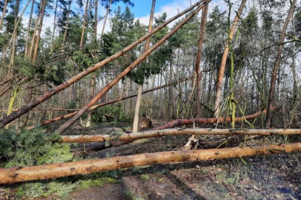 Największe straty odnotowano w Lesie Kabackim (fot. UMW)