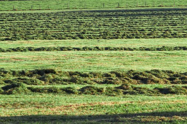 W Radzyminie trwa spór o sposób kompostowania traw (fot. pixabay)