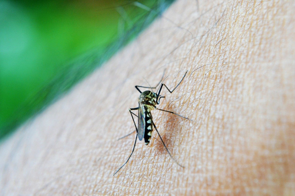 Wrocław zwalcza komary opryskami i lawendą