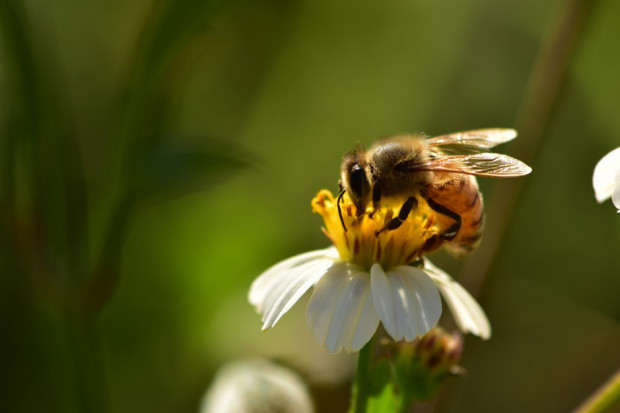 W Polsce występuje blisko 470 gatunków pszczół. Najbardziej znana jest pszczoła miodna. (fot.pixabay)
