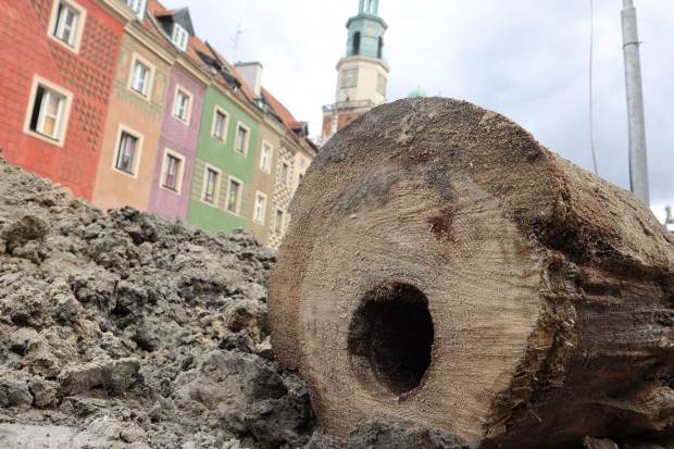 Na placu budowy, pod płytą Starego Rynku w Poznaniu, znaleziono drewniane rury wodociągowe sprzed ok. 400 lat (fot. PIM)