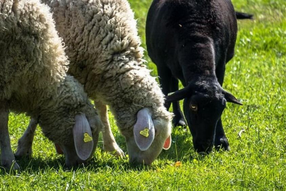 Wrzosówki to jedna z najstarszych rodzimych ras owiec w Polsce (fot. pixabay)