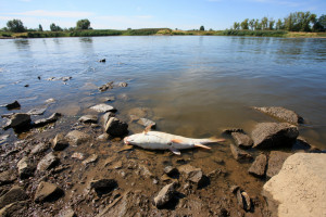 Pierwsze śnięte ryby zaobserwowano w Zachodniopomorskim w środę 10.08 po południu (fot. PAP/Lech Muszyński)