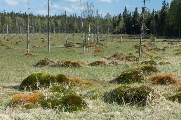 Projekt dotyczący ochrony torfowisk mabyć realizowany przez Biuro Urządzania Lasu i Geodezji Leśnej we współpracy z GDOŚ (fot. Poconaco/ CC BY-SA 3.0 pl/ wikipedia)